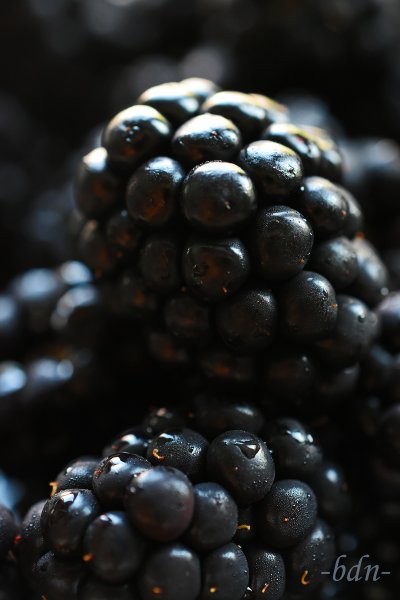 Brombeeren
