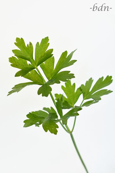 Glatte Petersilie