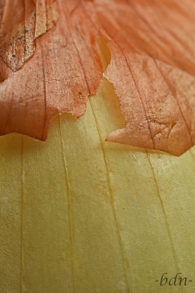 Zwiebelschale