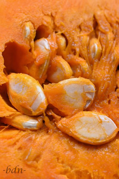 Hokkaido-Kürbis, Fruchtfleisch und Samen