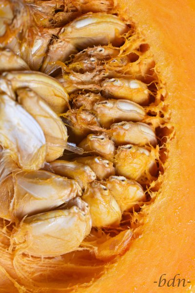 Kerne und Fruchtfleisch vom Hokkaido-Kürbis