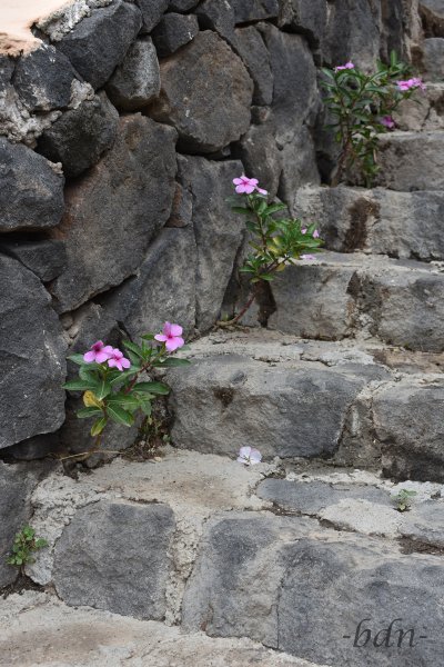 Steintreppe mit Catharanthus roseus