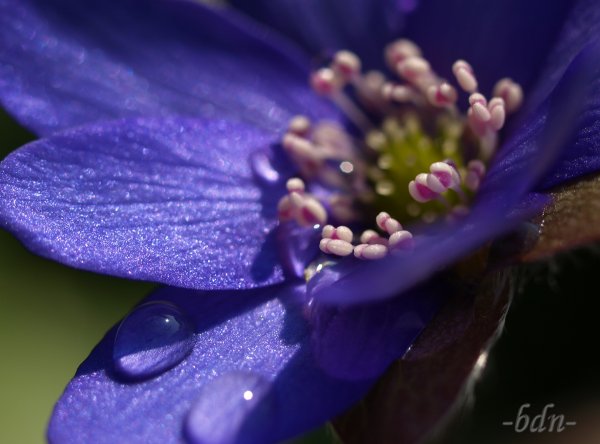Tautropfen auf einem Leberblümchen
