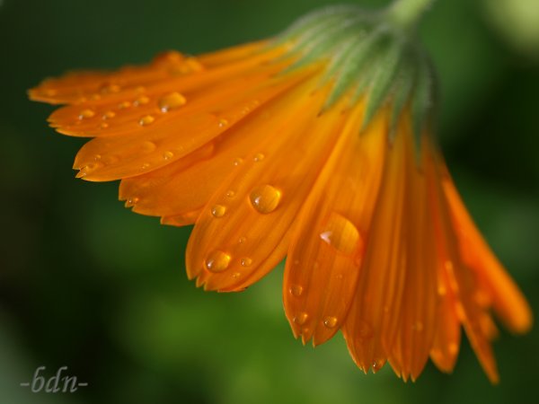 Sommerregen