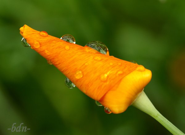 Goldmohnknospe im Regen