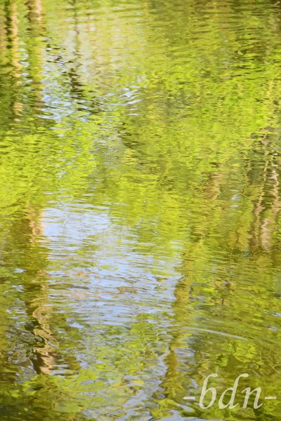 Frühling im Wasserspiegel