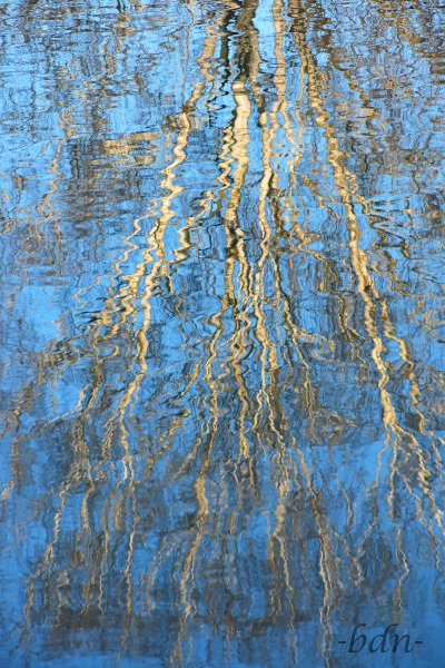 Eine kahle Birke spiegelt sich im Wasser