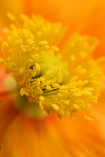 Islandmohn