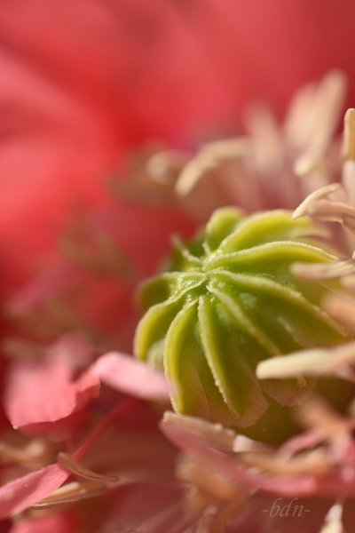 Rosa Schlafmohn vor der Bestäubung