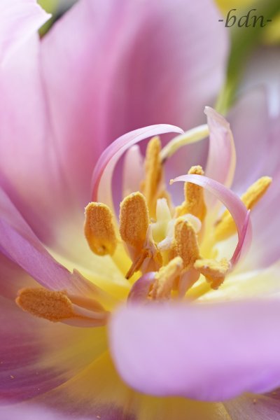 Staubgefäße einer voll erblühten gefüllten Tulpe