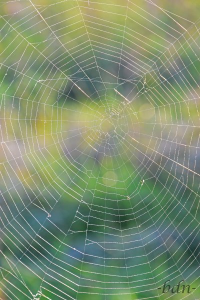 Spinnennetz in einer bunten Wiese