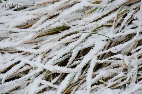 Schneebedeckte Grashalme