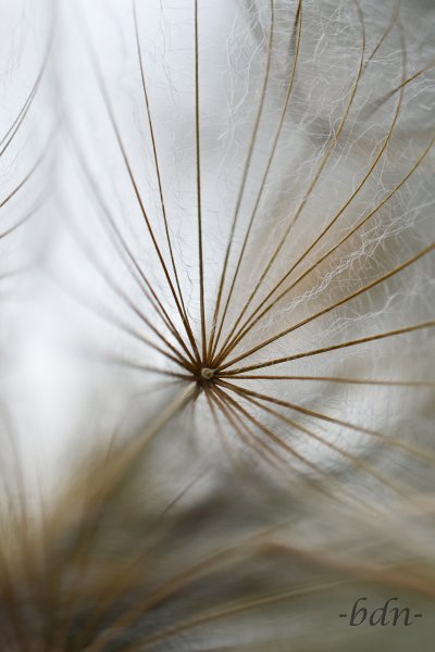 Pappus der Achänen vom Wiesen-Bocksbart