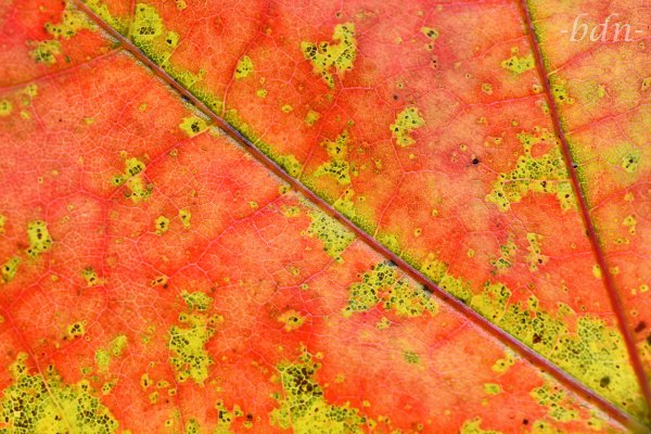 Herbstfärbung an einem Blatt vom Spitz-Ahorn