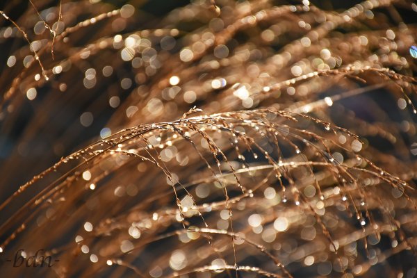 Gräser mit Tautropfen im Gegenlicht