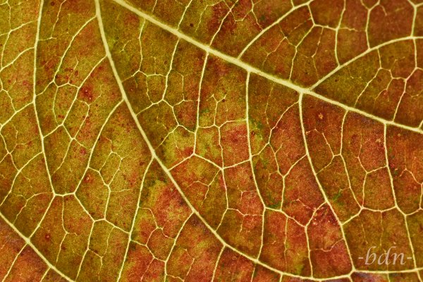 Blatt einer Hortensie im Herbst