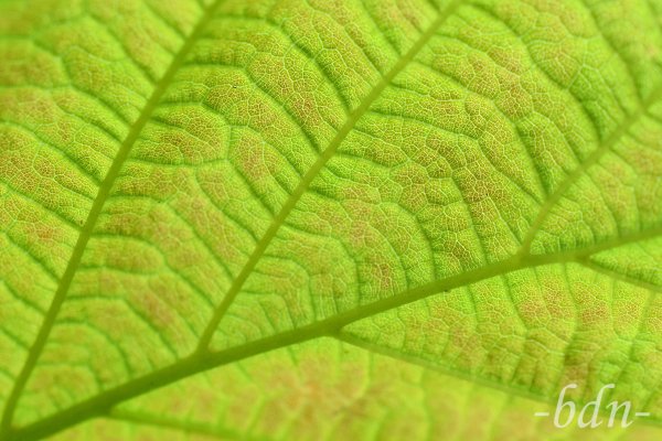 Blatt des Haselstrauches im Gegenlicht