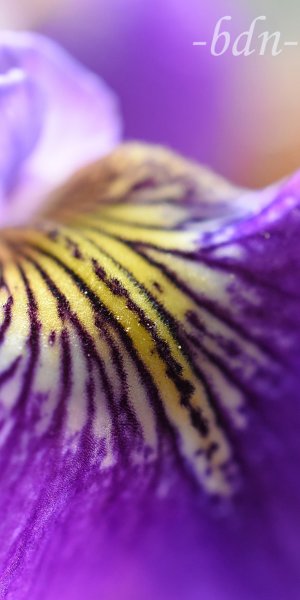 Detail einer Irisblüte