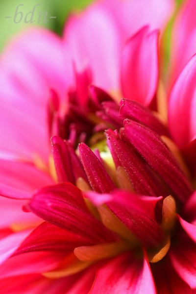 Dahlie in Pink