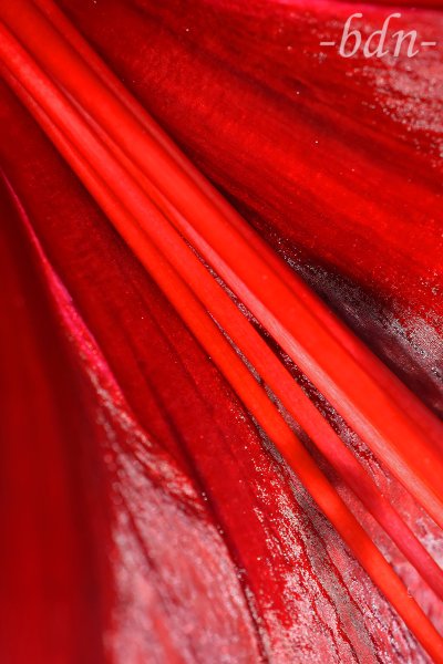 Filamente der Amaryllis