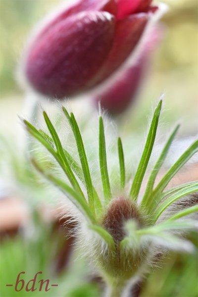 Küchenschelle in der Knospe