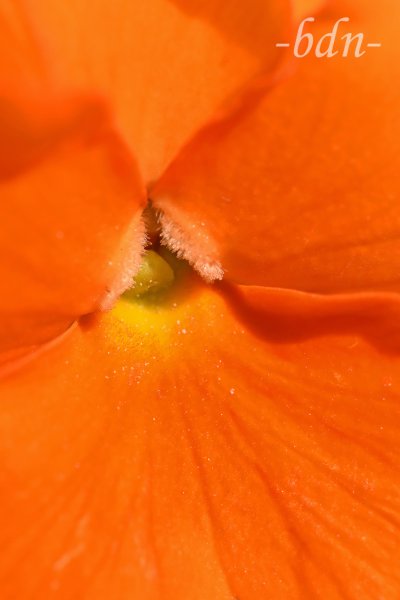 Hornveilchen in Orange