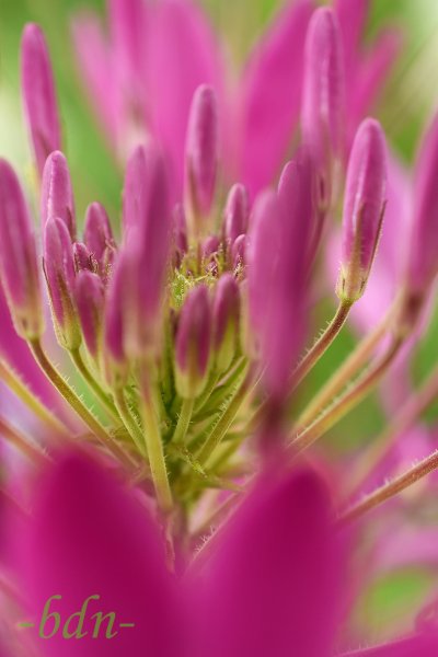 Spinnenblume