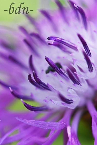 Blüte der Wiesenflockenblume im Detail