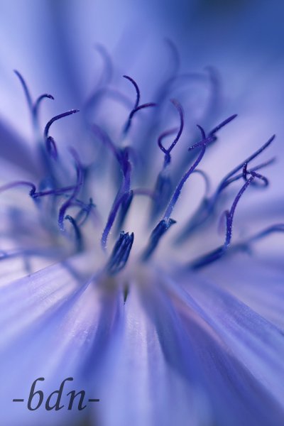 Blüte der Wegwarte im Detail