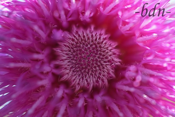 Blütenkörbchen der Nickenden Distel ganz nah