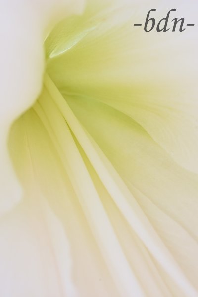 Detail einer weißen Amaryllisblüte
