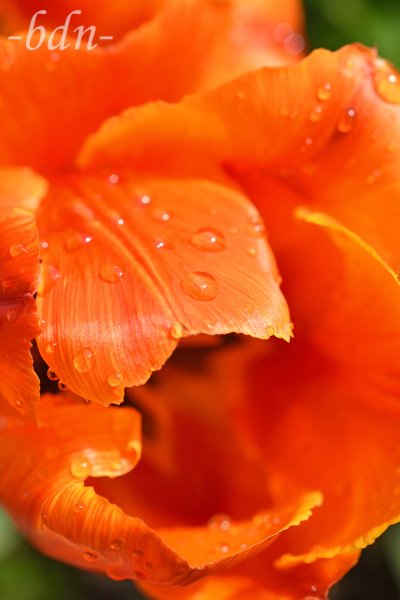 Regentropfen auf einem Tulpenblatt