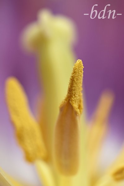 Staubbeutel einer lila Tulpe