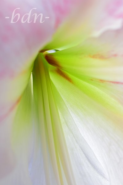 Filamente einer rosa Amaryllis im Detail