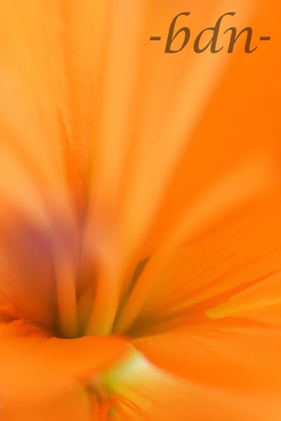 Die Farbe Orange