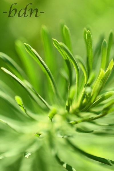 Die Farbe Grün