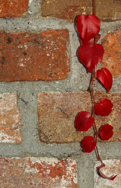 Wilder (Rot)-Wein