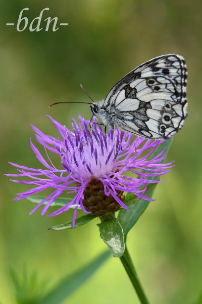 Schachbrettfalter auf der Blüte einer Wiesenflockenblume