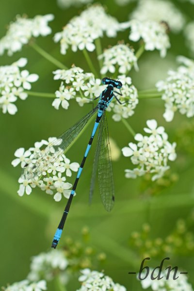 Hufeisen-Azurjungfer auf Wiesenkerbel