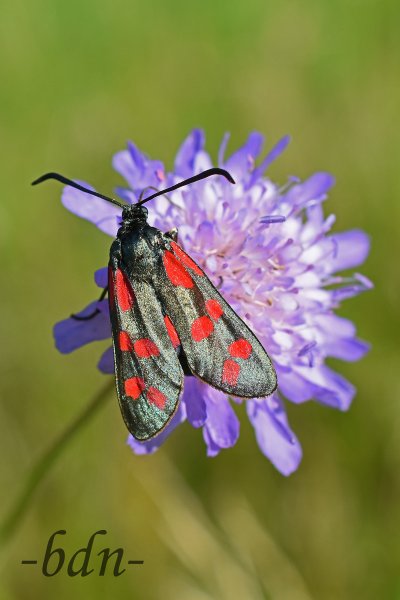 Gemeines Blutströpfchen auf der Blüte einer Ackerwitwenblume