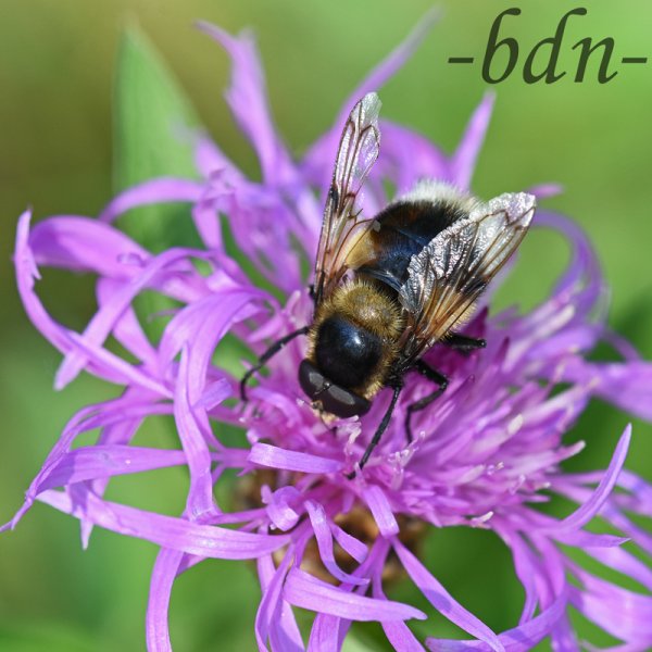 Eine Erdhummel auf der Blüte einer Wiesenflockenblume