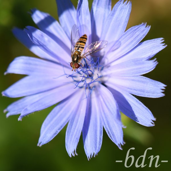 Eine Hainschwebfliege auf der Blüte der Gemeinen Wegwarte