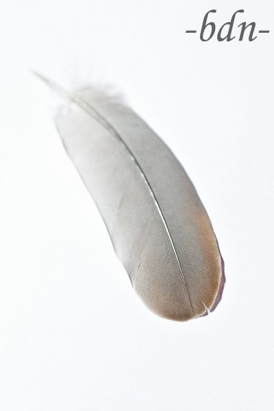 Feder einer Taube