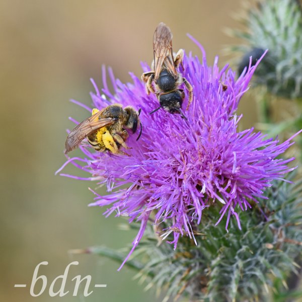 Biene mit Pollenhöschen auf einer Distelblüte