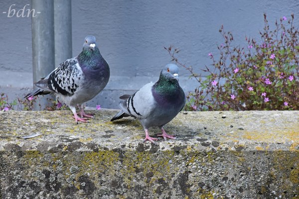 Zwei Stadttauben auf einer Mauer