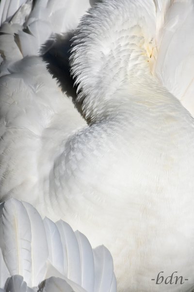 Gefieder der Hausgans