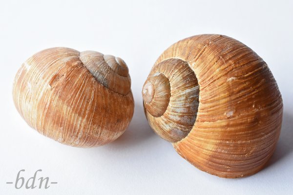 Zwei Schneckenhäuser der Weinbergschnecke