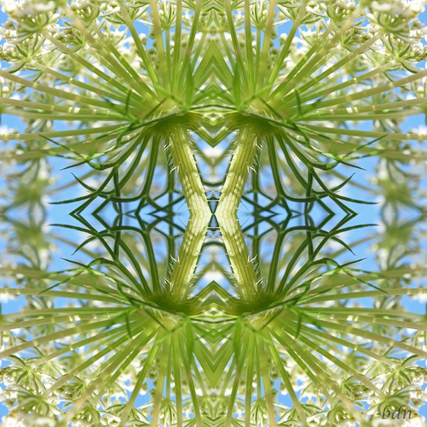 Collage Wilde Möhre