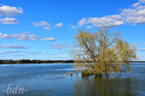 Insel in der Vogelfreistätte Mittlere Isarstauseen