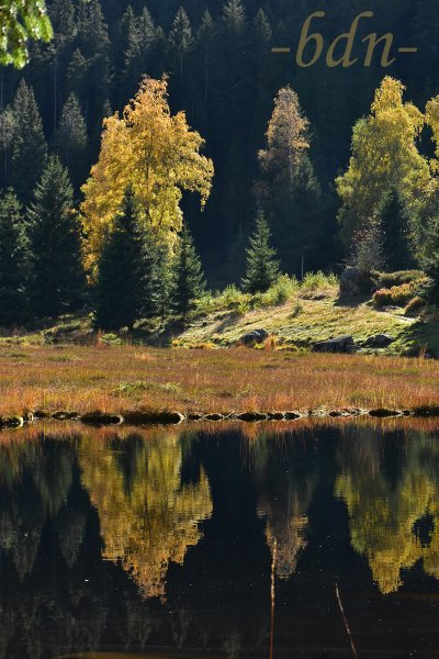 Herbstlicher Wald am Kleinen Arbersee